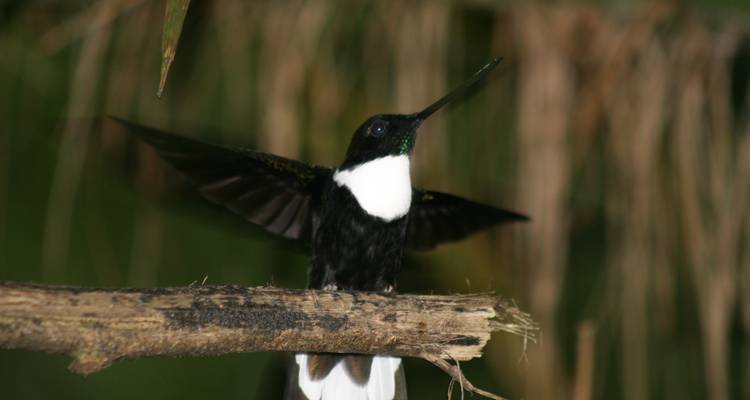 Kolibri auf einem Ast mit ausgebreiteten Flügeln in einer natürlichen Umgebung.