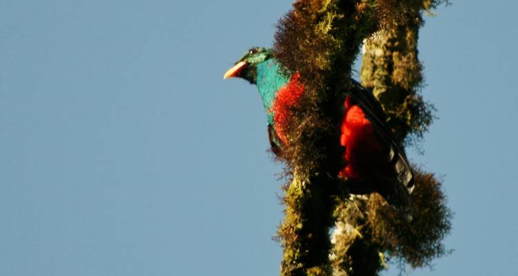 Bunter Vogel, der auf einem moosigen Ast vor blauem Himmel sitzt.