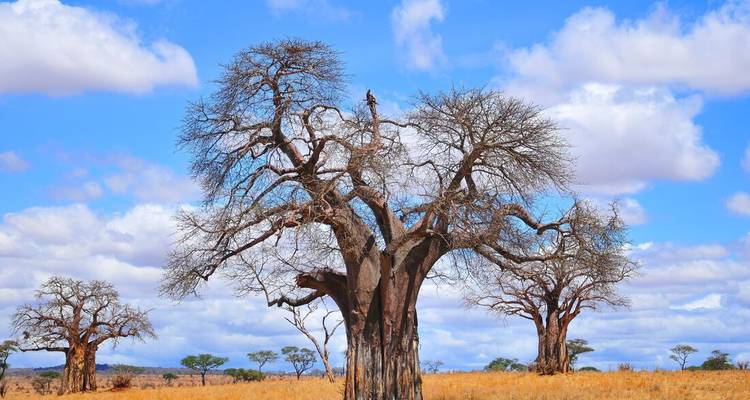 Baobab trees in a savannah setting, under a bright blue sky.