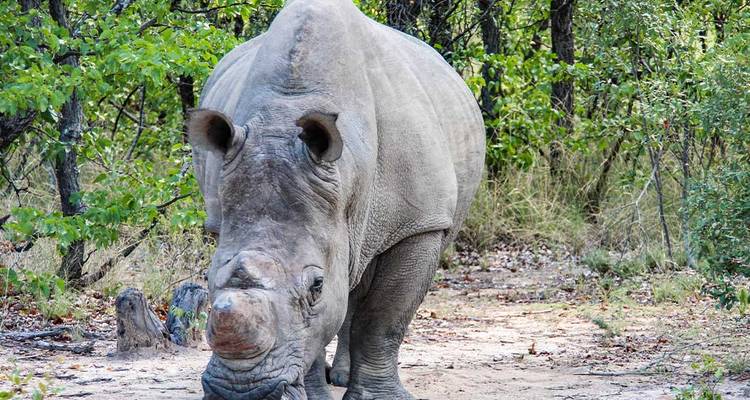 Plan rapproché d'un rhinocéros blanc debout sur un sentier avec du feuillage vert.