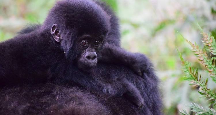 Zanzibar to Gorillas - Absolute Africa 9