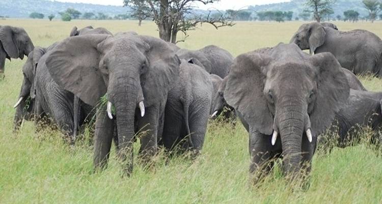 Zanzibar to Gorillas - Absolute Africa 8