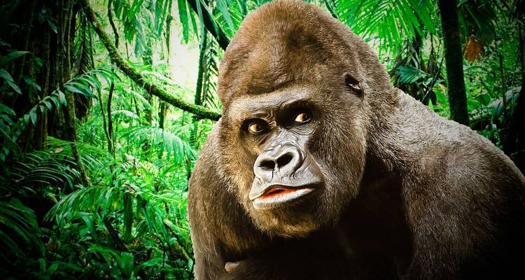 Zanzibar to Gorillas - Absolute Africa 10