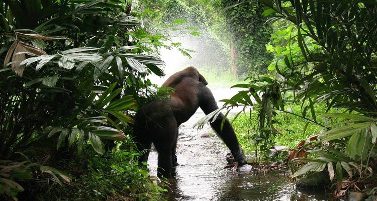 Zanzibar to Gorillas - Absolute Africa 8