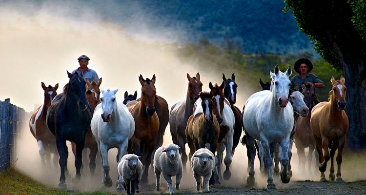Zwei Gauchos treiben eine Herde von Pferden und Schafen entlang einer staubigen Landstraße in dramatischem Licht.
