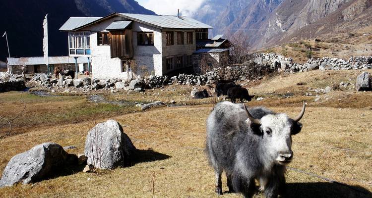Viaje a Langtang - OneSeed Expeditions 9