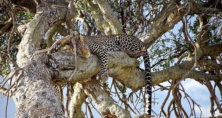 21-day Victoria Falls to Serengeti (Accommodated) - Acacia Adventure Holidays 6