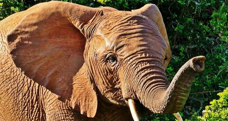 Safari Kruger de 4 días - campamento - Acacia Adventure Holidays 4