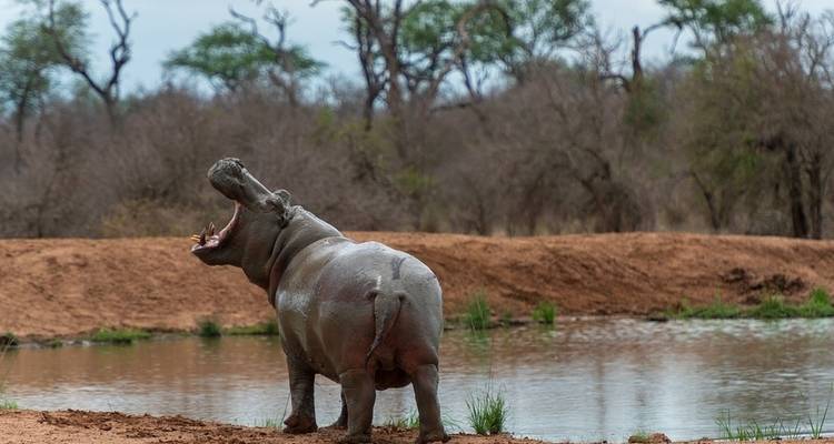 Safari Kruger de 4 días - campamento - Acacia Adventure Holidays 7