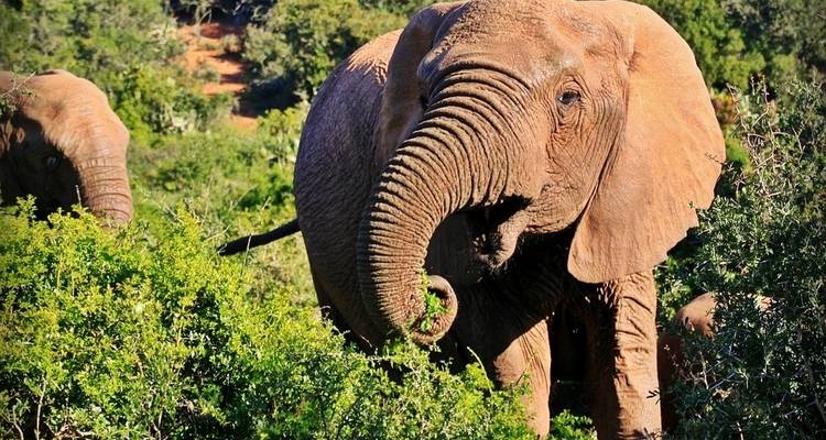 Safari Kruger de 4 días - campamento - Acacia Adventure Holidays 6