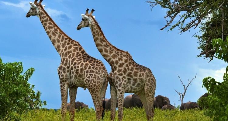 Safari Kruger de 4 días - campamento - Acacia Adventure Holidays 10