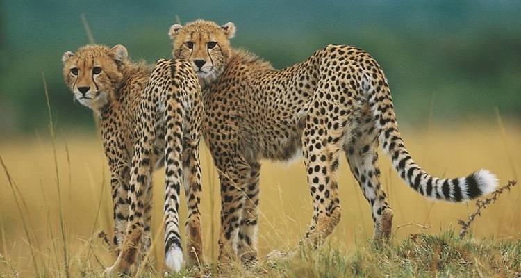 Safari Kruger de 4 días - campamento - Acacia Adventure Holidays 3