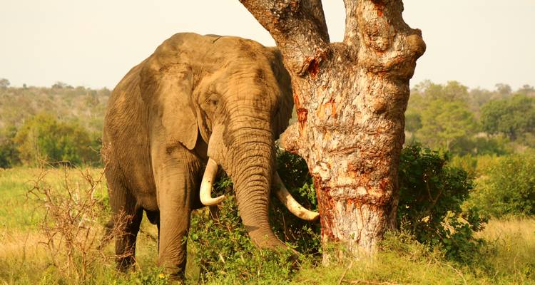 7 jours Kruger, Eswatini et; Durban - Camping - Acacia Adventure Holidays 2