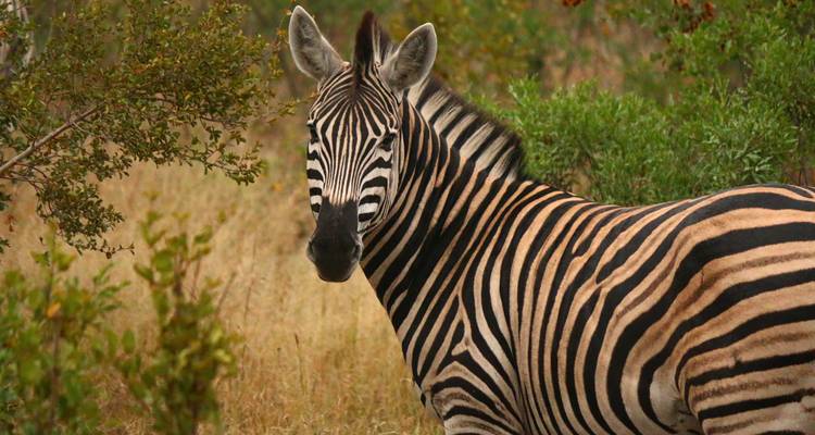7 jours Kruger, Eswatini et; Durban - Camping - Acacia Adventure Holidays 1