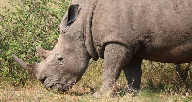 7 jours Kruger, Eswatini et; Durban - Camping - Acacia Adventure Holidays 3