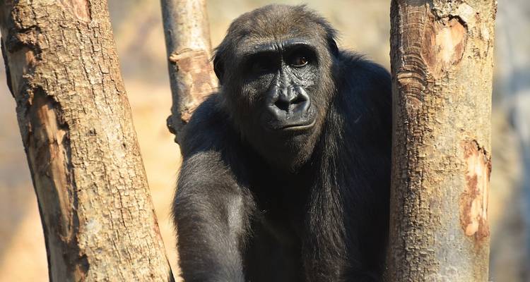 Gorilla die tussen boomtakken door gluurt.