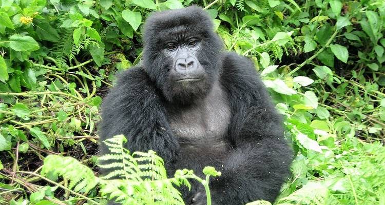 Gorilla zittend tussen weelderige groene vegetatie.