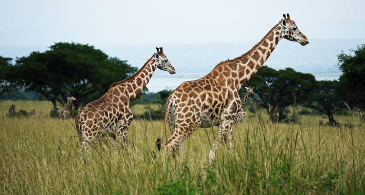De Kruger a las cataratas Victoria en 7 días - alojamiento - Acacia Adventure Holidays 3