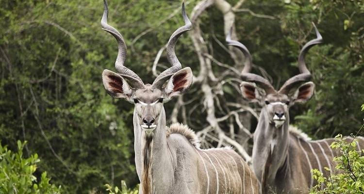 7 jours de Victoria Falls à Kruger - avec hébergement - Acacia Adventure Holidays 1