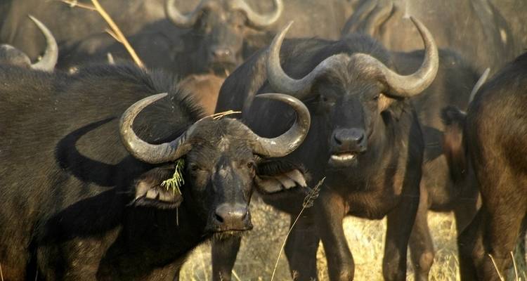 7 jours de Victoria Falls à Kruger - avec hébergement - Acacia Adventure Holidays 4