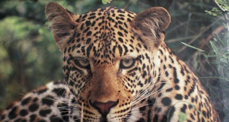 7 jours de Victoria Falls à Kruger - avec hébergement - Acacia Adventure Holidays 3
