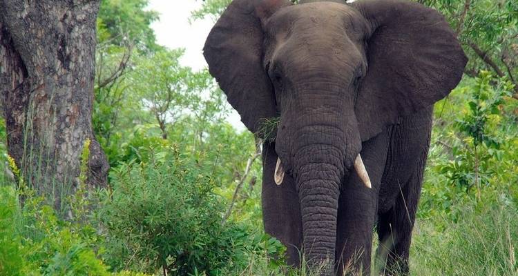 7 jours de Victoria Falls à Kruger - avec hébergement - Acacia Adventure Holidays 2