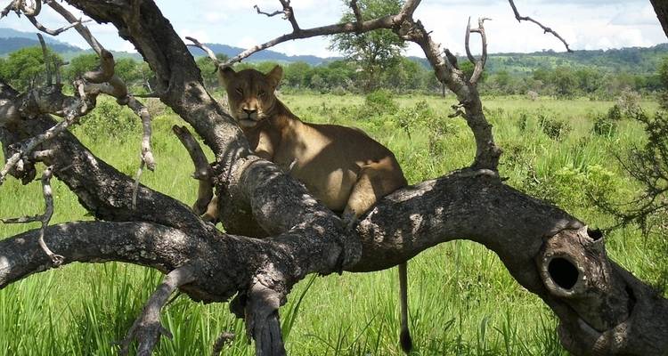 De Serengeti a cataratas Victoria en 21 días - campamento - Acacia Adventure Holidays 9