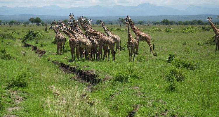 De Masai Mara a cataratas Victoria, 24 días - alojamiento - Acacia Adventure Holidays 8