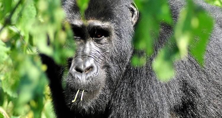 6 jours à la rencontre des gorilles - camping - Acacia Adventure Holidays 1