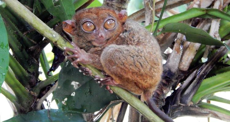Close-up of a wide-eyed Philippine tarsier clinging to a branch amid dense green foliage.