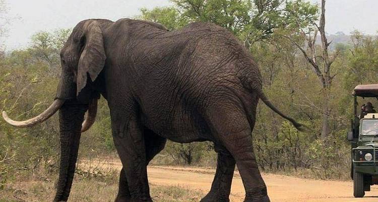 Parc national Kruger 3D/2N - Bamba Travel 1