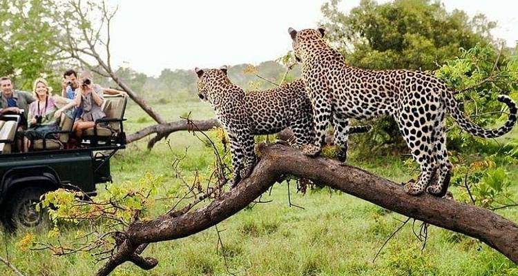 Parc national Kruger 3D/2N - Bamba Travel 4