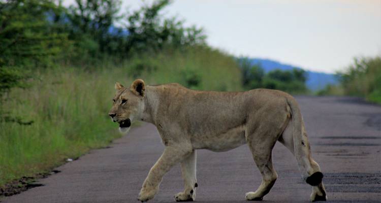 Una leona caminando por un camino flanqueado por follaje denso.