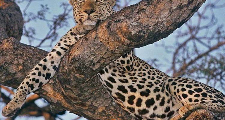 Parc national Kruger 3D/2N - Bamba Travel 7