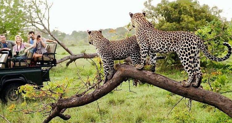 Parc national Kruger 3D/2N - Bamba Travel 8
