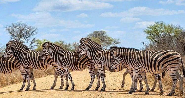 Parc national Kruger 3D/2N - Bamba Travel 9