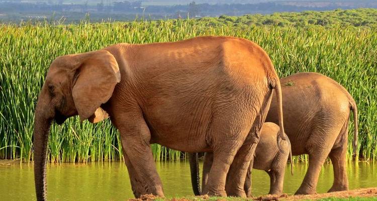 Parc national Kruger 3D/2N - Bamba Travel 10