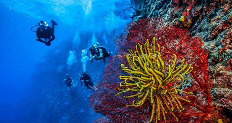 Duikers die een levendige koraalrif met kleurrijk zeeleven verkennen.