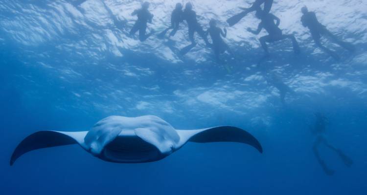 Duiken met een manta ray onder water met meerdere duikers en zwemmers.