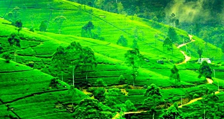 Aventura completa en Sri Lanka 14D/13N - Bamba Travel 6