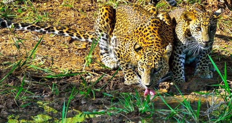 Aventura completa en Sri Lanka 14D/13N - Bamba Travel 10