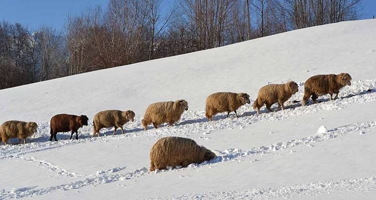 Marche hivernale et raquettes en Transylvanie - Exodus Adventure Travels 4