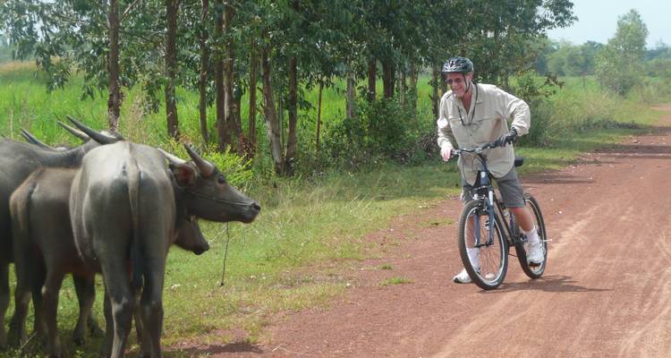 Cycliste s'approchant d'un buffle d'eau sur un chemin rural.