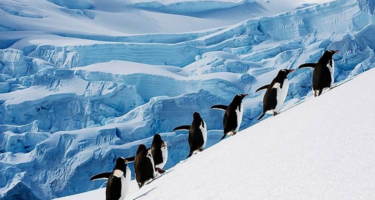 Antarctic Explorer via Buenos Aires, opéré par Quark - Exodus Adventure Travels 9