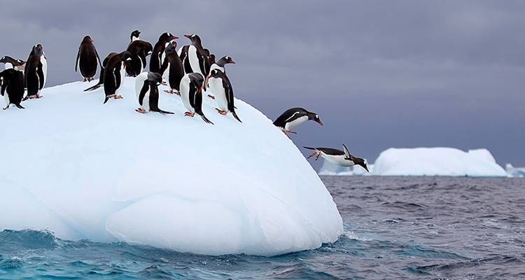Antarctic Explorer via Buenos Aires, opéré par Quark - Exodus Adventure Travels 10