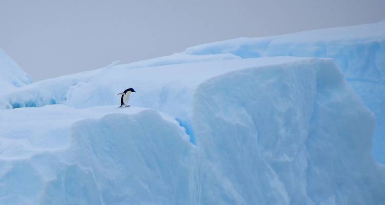 Solo penguin on top of a massive ice formation