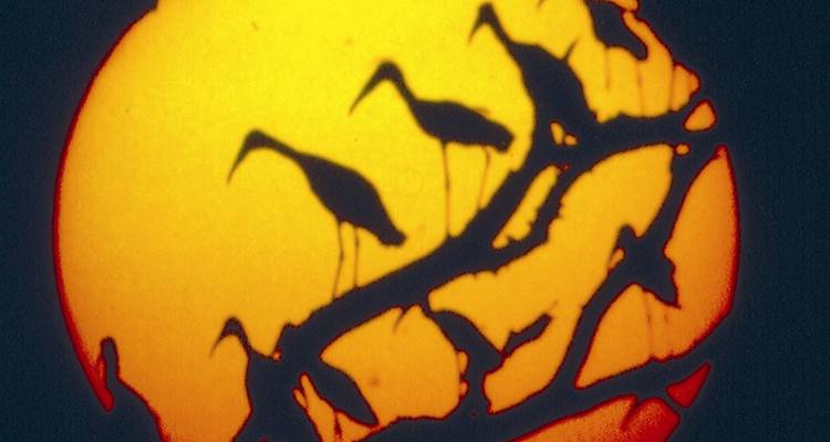 Siluetas de pájaros en las ramas contra un gran sol anaranjado.