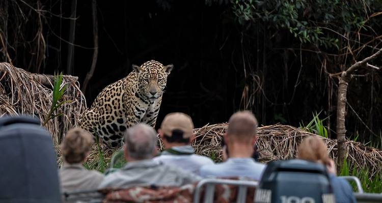 Jaguar, der aus der Uferbepflanzung auftaucht und von Touristen in einem Boot beobachtet wird.