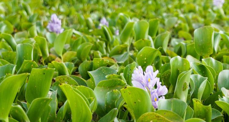 Nahaufnahme von dichten grünen Wasserpflanzen mit einigen violetten Blüten.