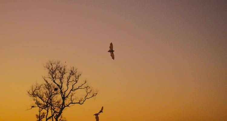 Silhouetten von Fledermäusen, die über einem kahlen Baum gegen einen orangefarbenen Dämmerungshimmel fliegen.